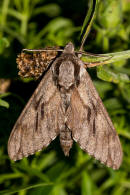 Sphinx pinastri (syn. Hyloicus pinastri) / Kiefernschwrmer / Nachtfalter - Schwrmer - Sphingidae - Sphinginae