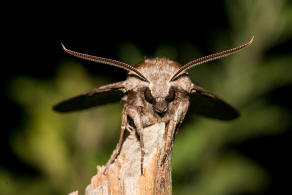 Sphinx pinastri (syn. Hyloicus pinastri) / Kiefernschwrmer / Nachtfalter - Schwrmer - Sphingidae - Sphinginae