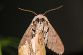 Sphinx pinastri (syn. Hyloicus pinastri) / Kiefernschwrmer / Nachtfalter - Schwrmer - Sphingidae - Sphinginae