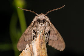 Sphinx pinastri (syn. Hyloicus pinastri) / Kiefernschwrmer / Nachtfalter - Schwrmer - Sphingidae - Sphinginae