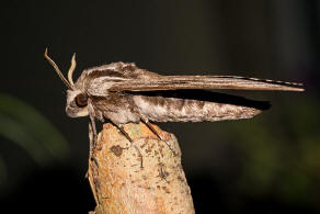 Sphinx pinastri (syn. Hyloicus pinastri) / Kiefernschwrmer / Nachtfalter - Schwrmer - Sphingidae - Sphinginae