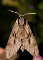 Sphinx pinastri (syn. Hyloicus pinastri) / Kiefernschwrmer / Nachtfalter - Schwrmer - Sphingidae - Sphinginae