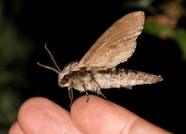 Sphinx pinastri (syn. Hyloicus pinastri) / Kiefernschwrmer / Nachtfalter - Schwrmer - Sphingidae - Sphinginae