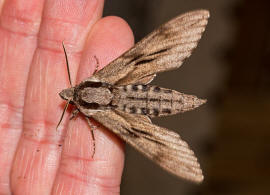 Sphinx pinastri (syn. Hyloicus pinastri) / Kiefernschwrmer / Nachtfalter - Schwrmer - Sphingidae - Sphinginae