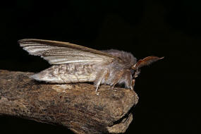 Stauropus fagi / Buchen-Zahnspinner / Nachtfalter: Notodontidae - Zahnspinner - Heterocampinae