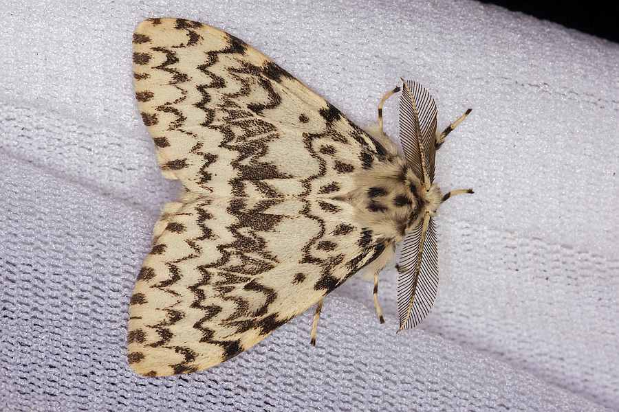 Lymantria monacha / Nonne / Nachtfalter - Eulenfalter - Noctuidae / Unterfamilie: Trägspinner - Lymantriinae