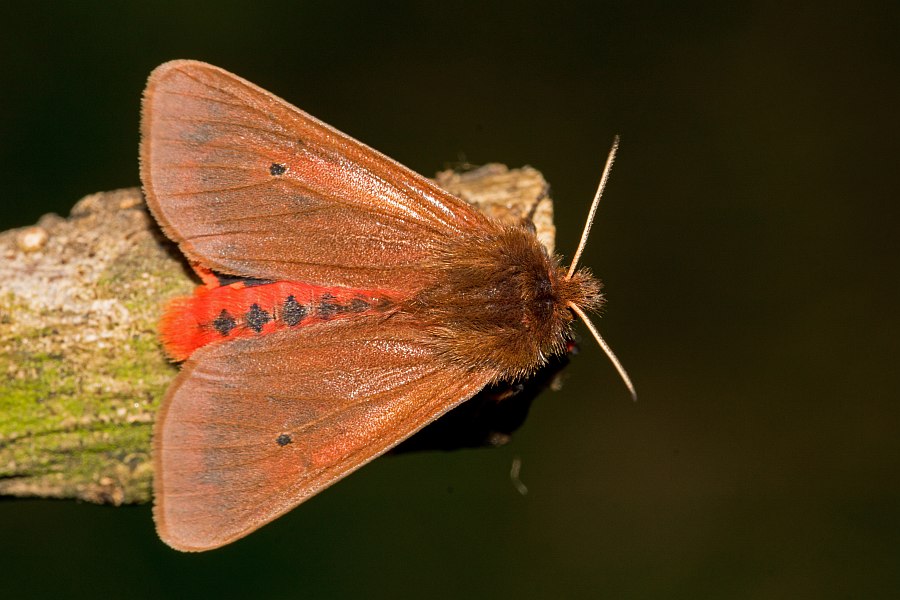 Phragmatobia fuliginosa / Zimtbär / Nachtfalter - Bärenspinner - Arctiidae - Arctiinae