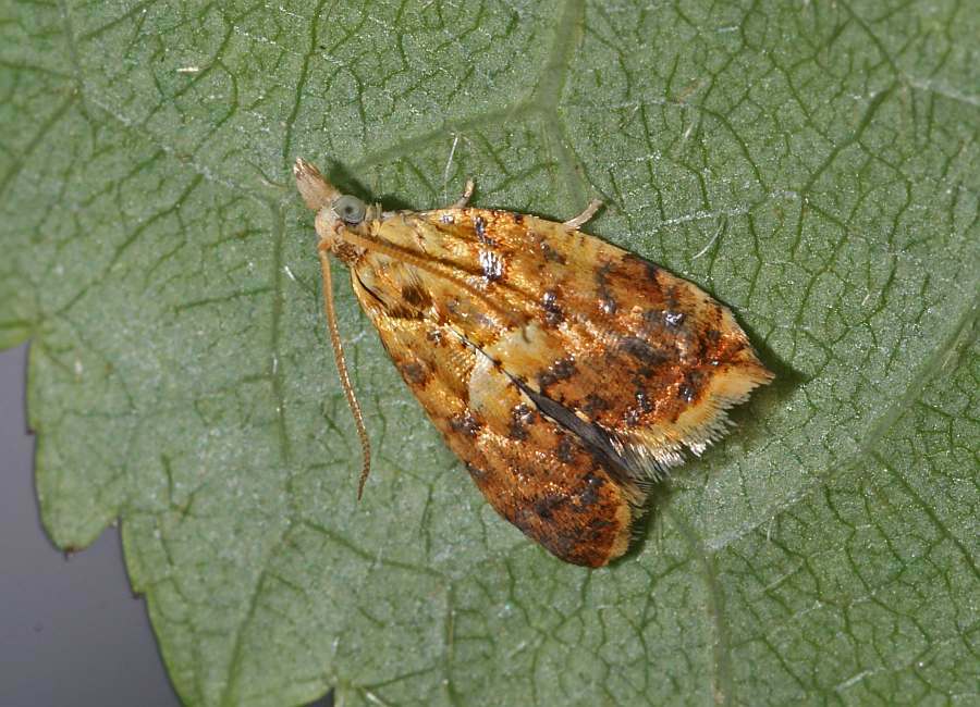 Pseudargyrotoza conwagana / Eschenwickler / Nachtfalter - Wickler - Tortricidae - Tortricinae - Euliini