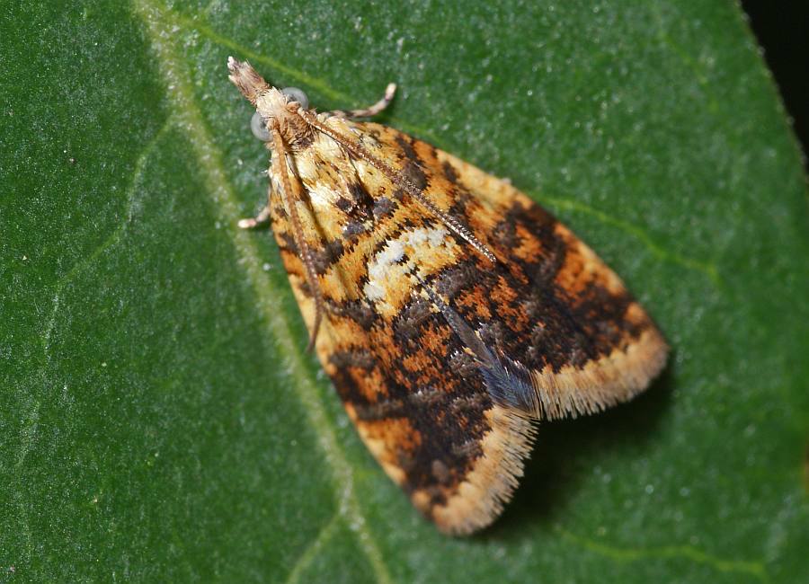 Pseudargyrotoza conwagana / Eschenwickler / Nachtfalter - Wickler - Tortricidae - Tortricinae - Euliini