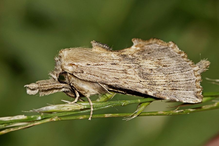 Pterostoma palpina / Palpen-Zahnspinner / Nachtfalter - Zahnspinner - Notodontidae -  Notodontinae