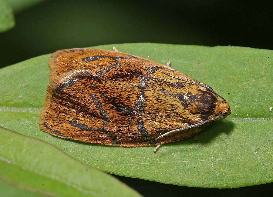 Ptycholoma lecheana / Kein deutscher Name bekannt / Nachtfalter - Wickler - Tortricidae
