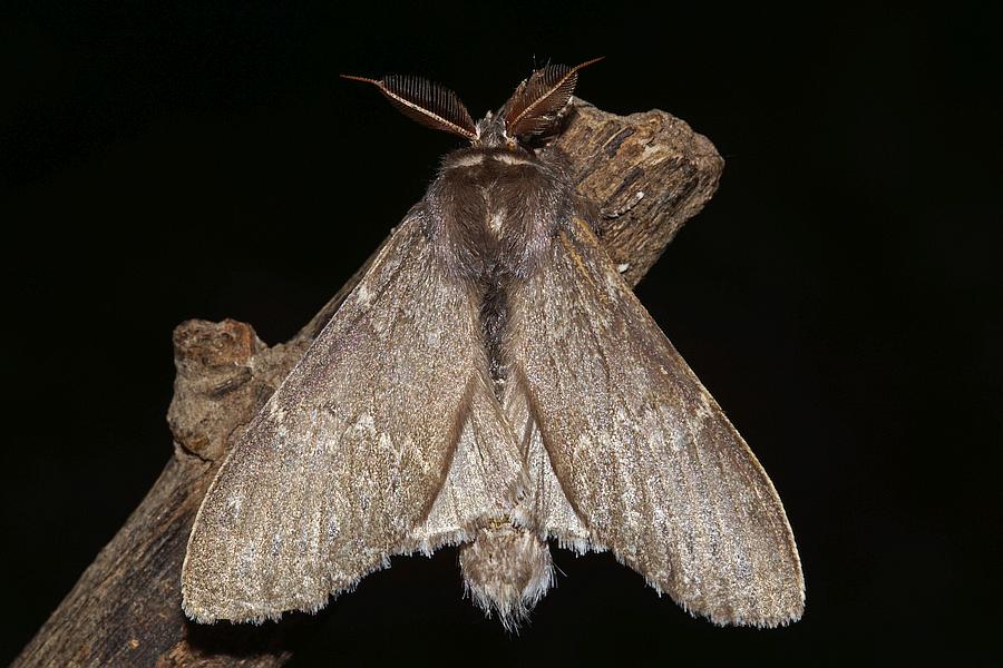 Stauropus fagi / Buchen-Zahnspinner / Nachtfalter: Notodontidae - Zahnspinner - Heterocampinae