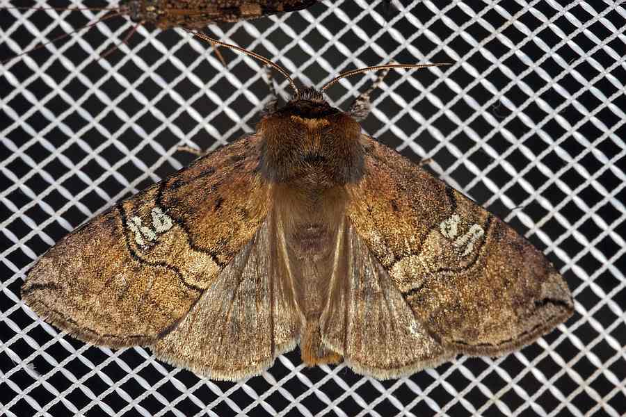 Tethea ocularis / Augen-Eulenspinner / Nachtfalter - Sichelflügler - Drepanidae - Thyatirinae