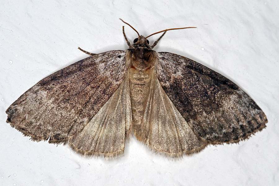 Tetheella fluctuosa / Birken-Eulenspinner / Nachtfalter - Sichelflügler - Drepanidae - Thyatirinae