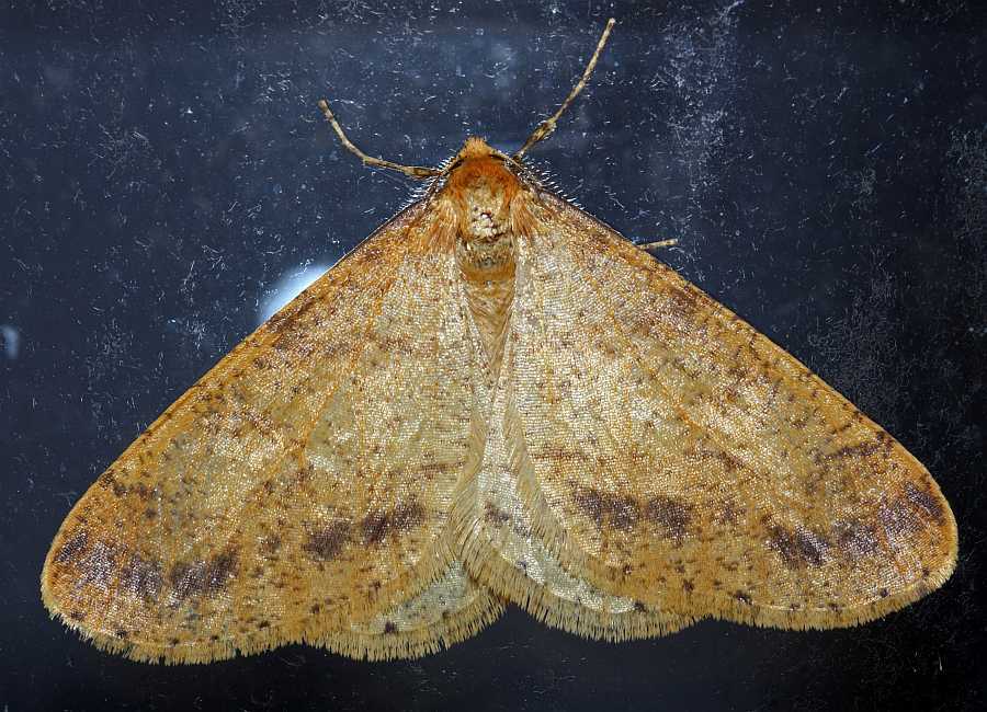 Agriopis aurantiaria / Orangegelber Breitflügelspanner / Nachtfalter - Spanner - Geometridae - Ennominae