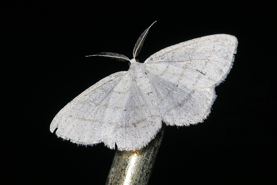 Cabera pusaria / Weißstirn-Weißspanner / Nachtfalter - Spanner - Geometridae - Ennominae