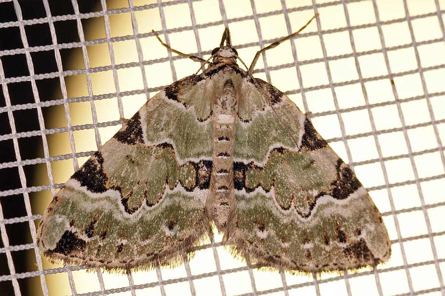 Colostygia pectinataria / Prachtgrüner Bindenspanner / Nachtfalter - Spanner - Geometridae - Larentiinae