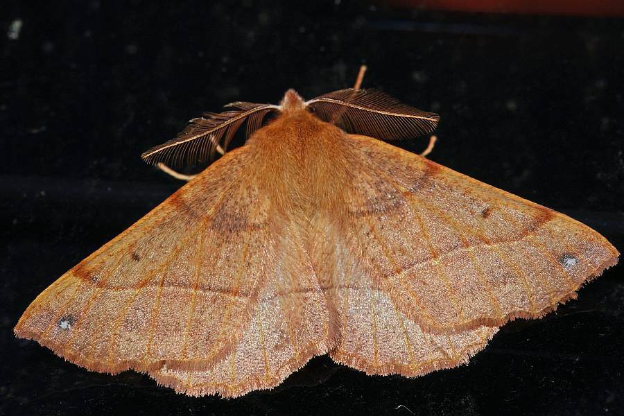 Colotois pennaria / Federfühler-Herbstspanner / Nachtfalter - Spanner - Geometridae - Ennominae