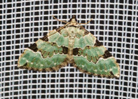 Colostygia pectinataria / Prachtgrüner Bindenspanner / Nachtfalter - Spanner - Geometridae - Larentiinae