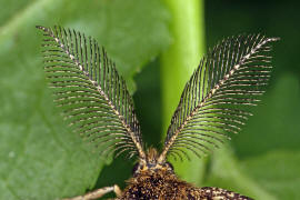 Ematurga atomaria / Heidekraut-Spanner (Fühler des Männchens) / Nachtfalter - Spanner - Geometridae - Ennominae