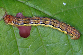 Erannis defoliaria / Großer Frostspanner / Nachtfalter - Spanner - Geometridae - Ennominae