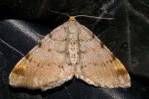 Macaria liturata / Violettgrauer Eckflgelspanner / Nachtfalter - Spanner - Geometridae - Ennominae