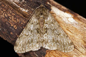 Phigalia pilosaria (= Apocheima pilosaria) / Schneespanner / Nachtfalter - Spanner - Geometridae - Ennominae