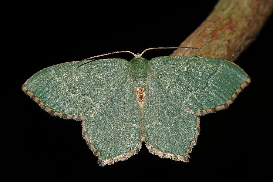 Hemithea aestivaria / Gebüsch-Grünspanner / Nachtfalter - Spanner - Geometridae - Geometrinae - Hemitheini