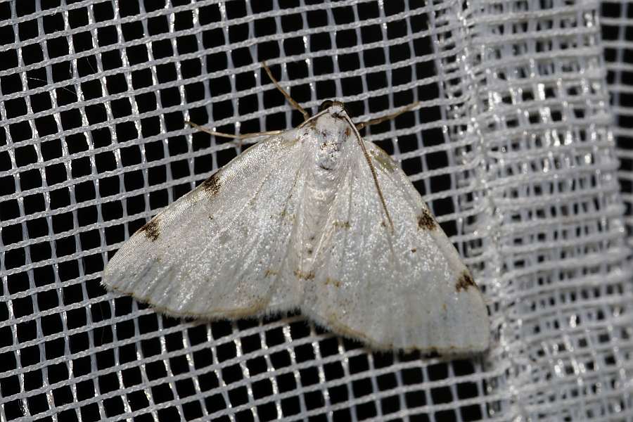 Lomographa bimaculata / Zweifleck-Weißspanner / Nachtfalter - Spanner - Geometridae - Ennominae