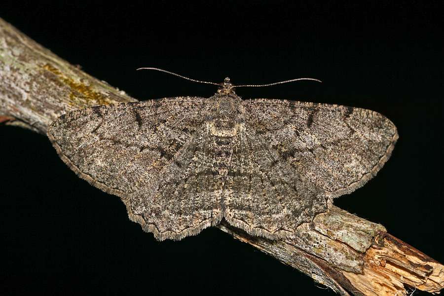 Peribatodes rhomboidaria / Rauten-Rindenspanner / Nachtfalter - Spanner - Geometridae - Ennominae