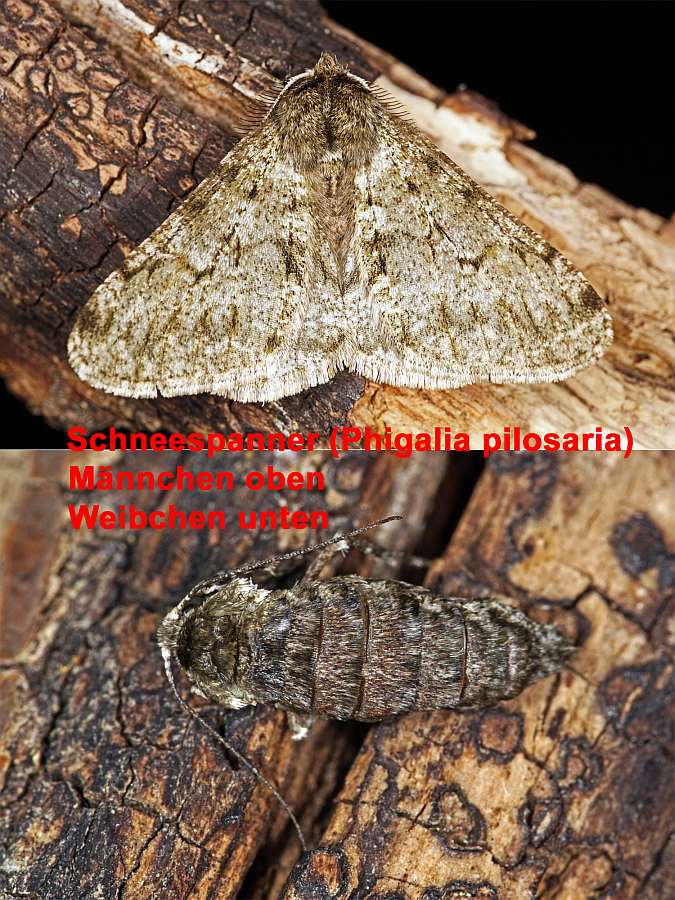 Phigalia pilosaria (= Apocheima pilosaria) / Schneespanner / Nachtfalter - Spanner - Geometridae - Ennominae