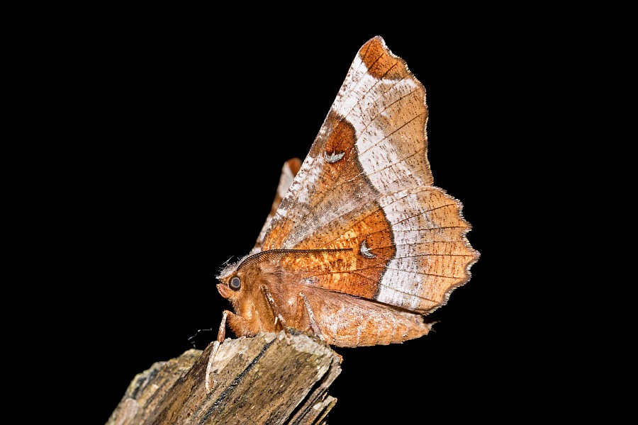 Selenia tetralunaria / Violettbrauner Mondfleckspanner / Nachtfalter - Spanner - Geometridae - Ennominae