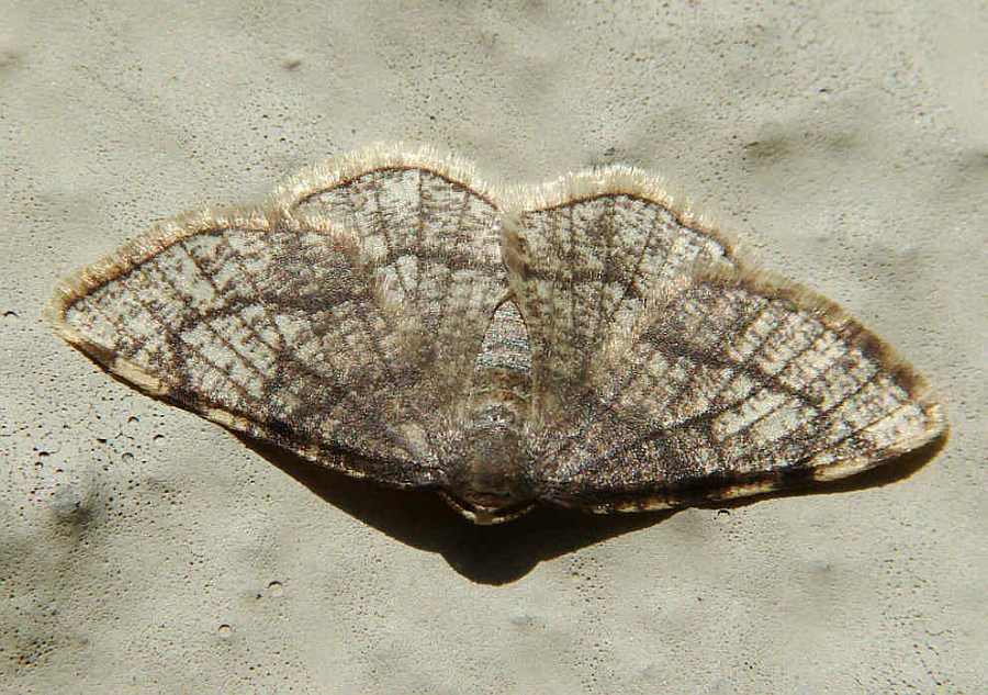 Stegania trimaculata / Dreifleck-Pappelspanner / Strohgelber Glanzrandspanner / Nachtfalter - Spanner - Geometridae - Ennominae 