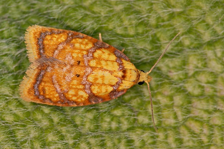 Acleris bergmanniana / Ohne deutschen Namen / Nachtfalter - Wickler - Tortricidae - Tortricinae - Tortricini