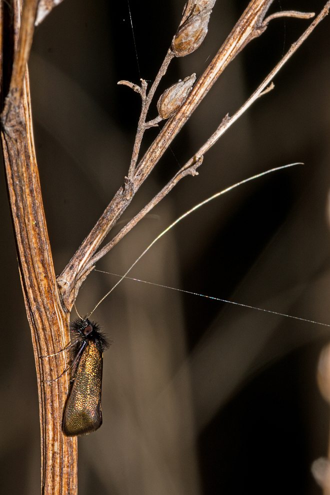 Adela cuprella / Frühe Langhornmotte / Nachtfalter - Langhornmotten - Adelidae