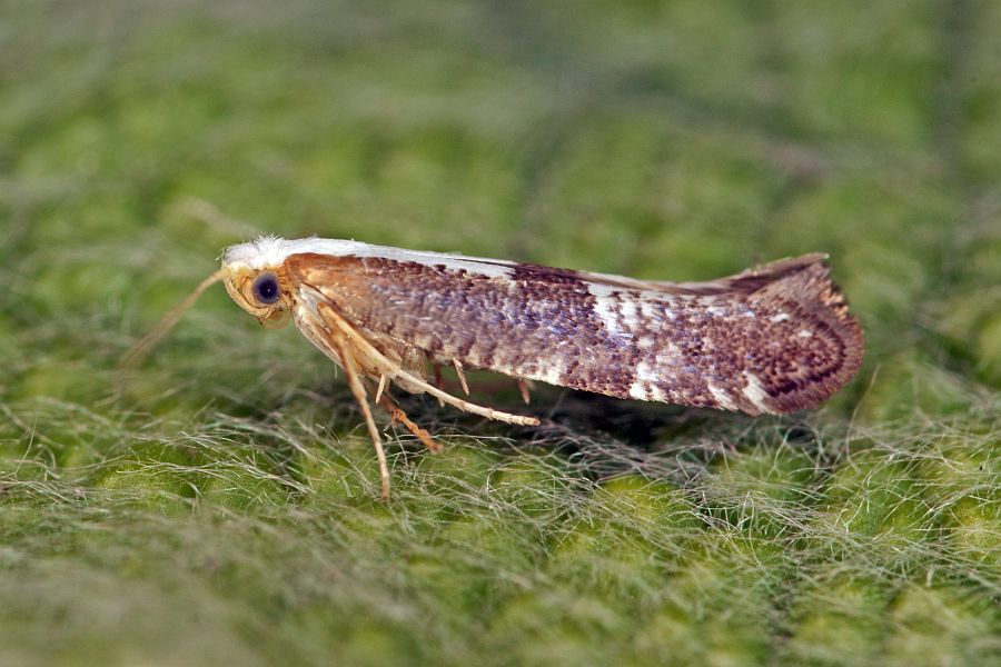 Argyresthia spinosella / Schlehenknospenmotte / Nachtfalter - Knospenmotten - Argyresthiidae