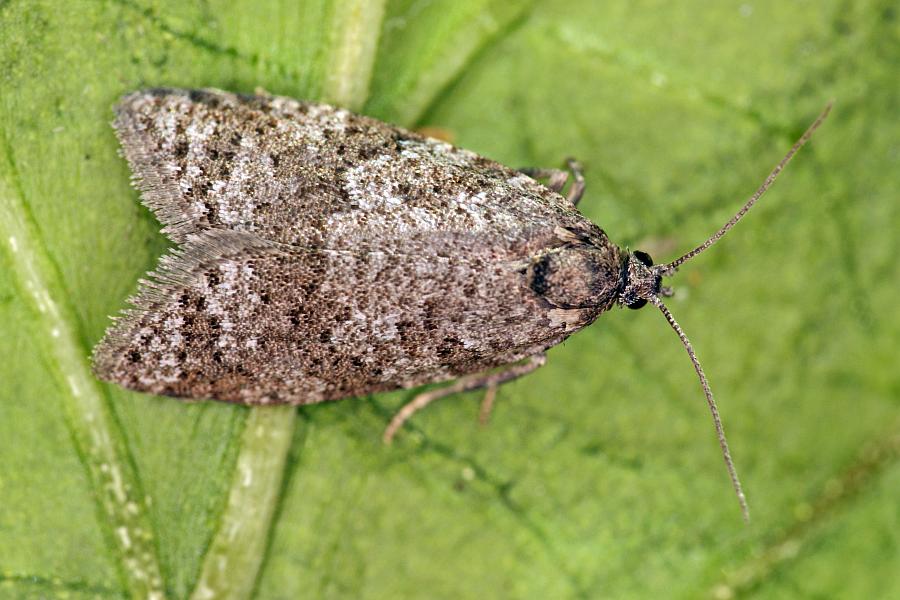Cnephasia asseclana / Ohne deutschen Namen / Nachtfalter - Wickler - Tortricidae - Tortricinae - Cnephasiini