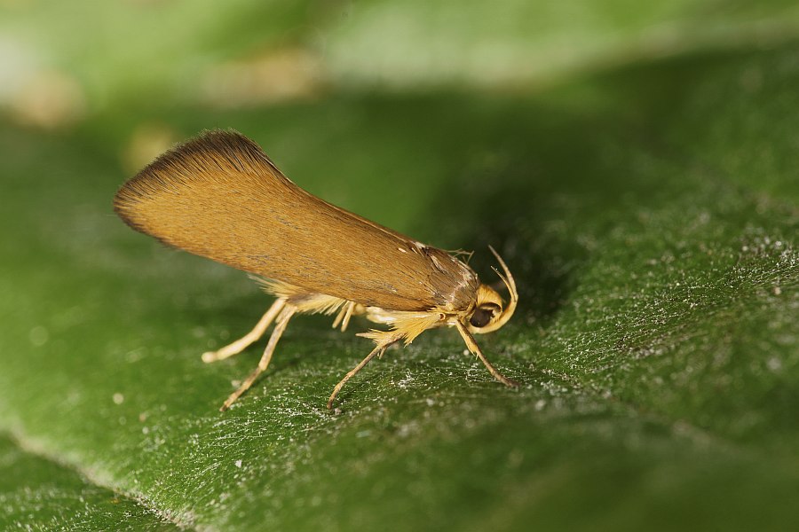 Crassa unitella (Hübner, 1796) / Nachtfalter - Faulholzmotten - Oecophoridae - Oecophorinae