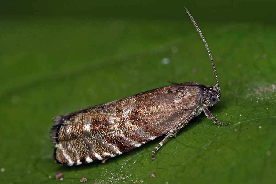 Cydia strobilella / Fichtensamen-Wickler / Nachtfalter - Wickler - Tortricidae - Olethreutinae - Grapholitini