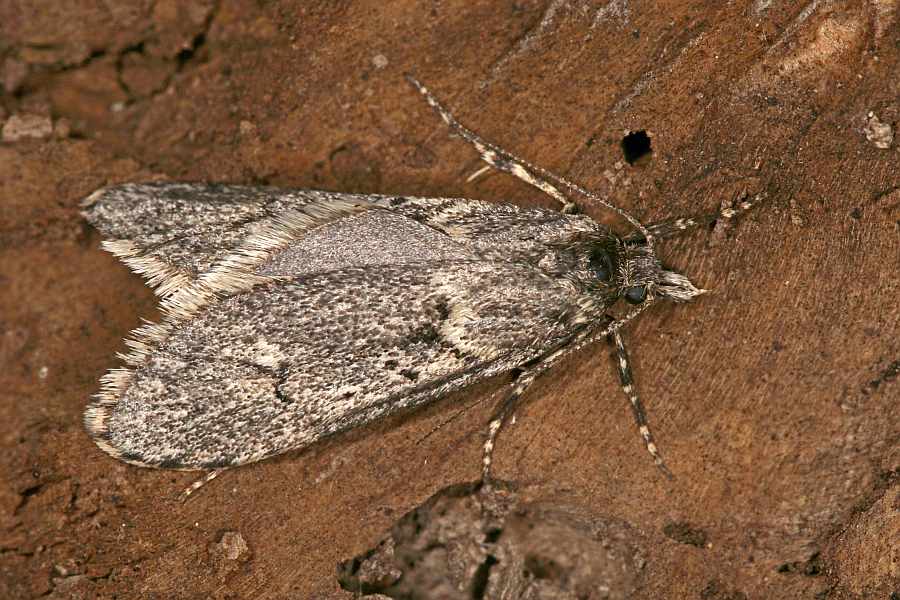 Diurnea fagella / Buchenmotte / Sängerin / Nachtfalter - Breitflügelmotten - Chimabachidae