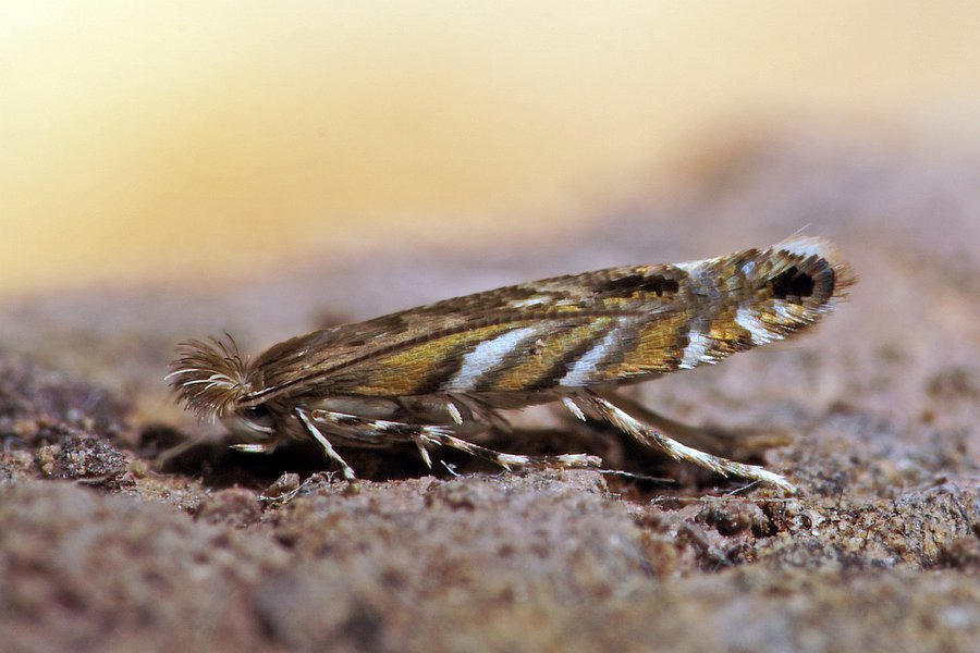 Macrosaccus robiniella / Robinien Miniermotte / Nachtfalter - Miniermotten - Gracillariidae - Lithocolletinae