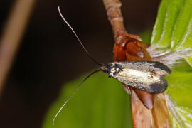 Adela reaumurella / Grüner Langfühler / Langhornmotten - Adelidae