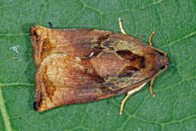 Archips podana / Eschenzwieselwickler / Nachtfalter - Wickler - Tortricidae - Tortricinae - Archipini