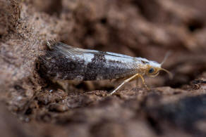 Argyresthia spinosella / Schlehenknospenmotte / Nachtfalter - Knospenmotten - Argyresthiidae