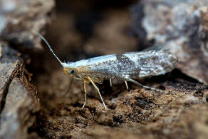 Argyresthia spinosella / Schlehenknospenmotte / Nachtfalter - Knospenmotten - Argyresthiidae