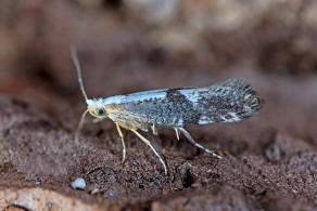 Argyresthia spinosella / Schlehenknospenmotte / Nachtfalter - Knospenmotten - Argyresthiidae