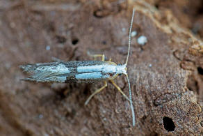 Argyresthia spinosella / Schlehenknospenmotte / Nachtfalter - Knospenmotten - Argyresthiidae