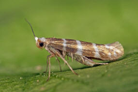 Argyresthia trifasciata / Wacholder-Miniermotte / Nachtfalter - Knospenmotten - Argyresthiidae