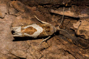 Epiblema foenella / Sichel-Beifumotte / Nachtfalter - Wickler - Tortricidae - Olethreutinae