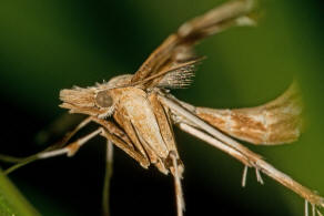 Gillmeria ochrodactyla (Denis & Schiffermller, 1775) / Nachtfalter - Federmotten - Pterophoridae